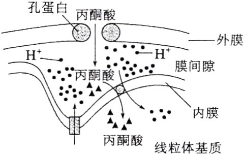 丙酸线粒体基质