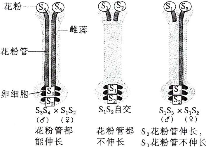 花粉管都花粉管都S花粉管伸长能伸长不伸长S花粉管不伸长