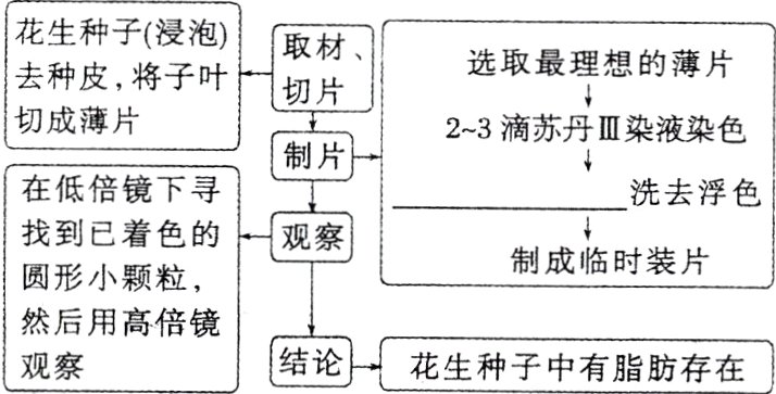 然后用高倍镜结论花生种子中有脂肪存在观察