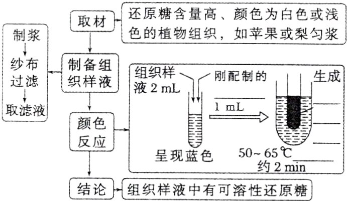 结论组织样液中有可溶性还原糖