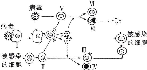 被感染的细胞OIVII