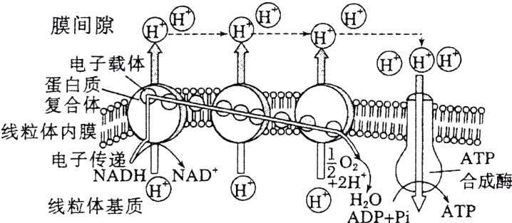 国ADPiATP线粒体基质