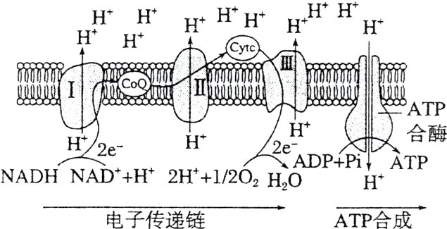 电子传递链ATP合成
