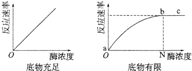酶浓度酶浓度底物充足底物有限