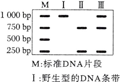 M标准DNA片段I野生型的DNA条带
