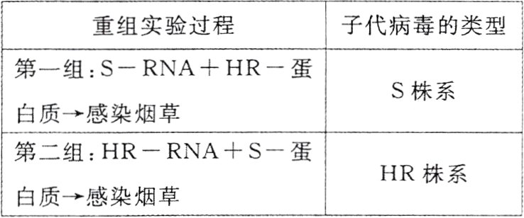 HR株系白质感染烟草