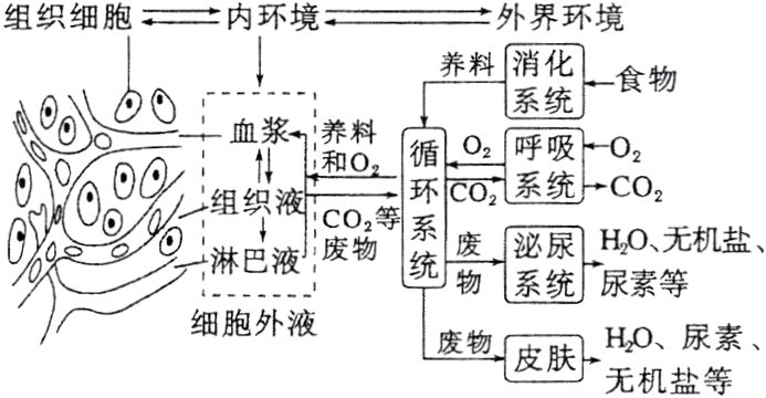 细胞外液HO尿素废物皮肤无机盐等