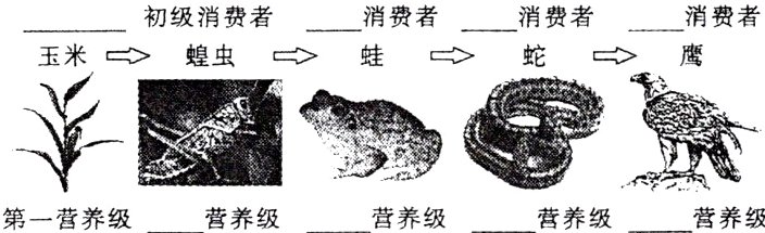 营养级营养级第一营养级营养级营养级