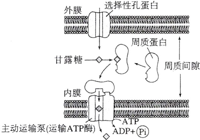 ADAP主动运输泵运输ATP酶