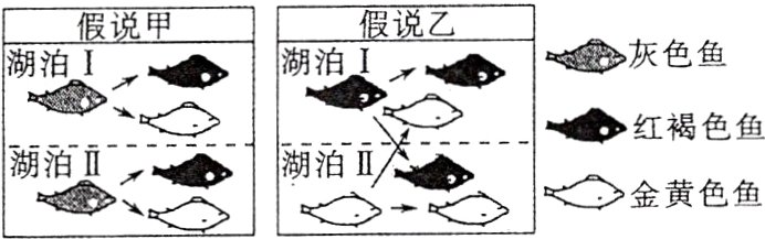 湖泊IIO金黄色鱼