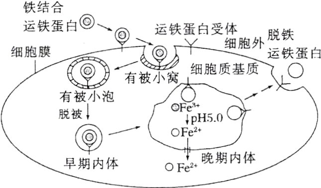 晚期内体早期内体OFe2