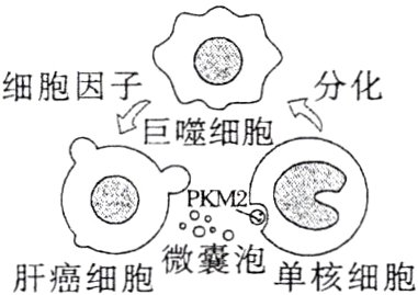肝癌细胞微囊泡单核细胞