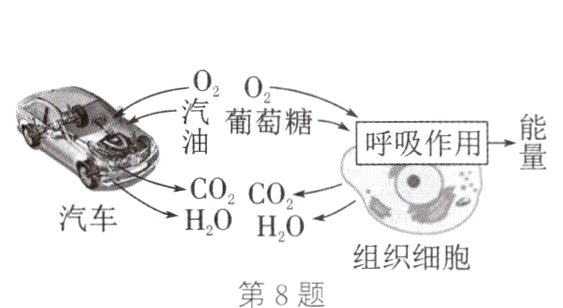组织细胞第8题