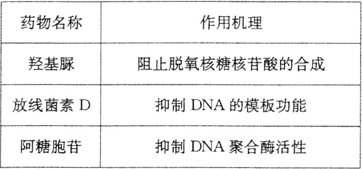 阿糖胞苷抑制DNA聚合酶活性
