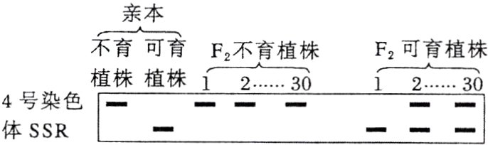 4号染色二二体SSR
