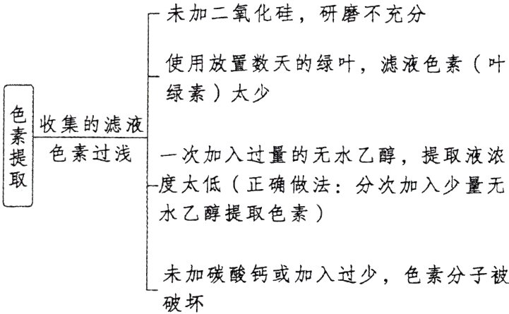 未加碳酸钙或加入过少色素分子被破坏