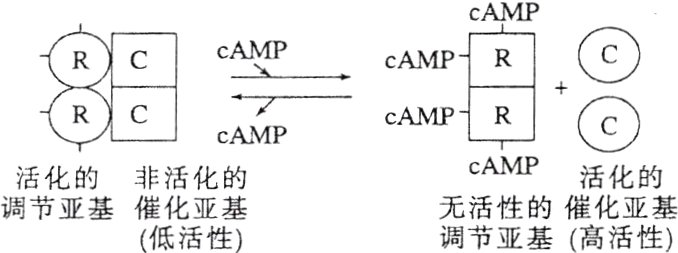 调节亚基催化亚基无活性的催化亚基低活性调节亚基高活性