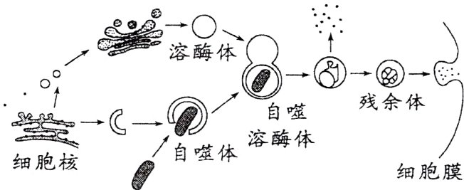 自噬体细胞核细胞膜