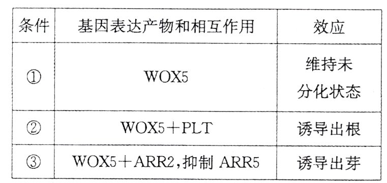 WOX5ARR2抑制ARR5诱导出芽