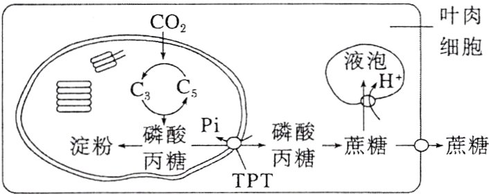丙糖PT丙糖