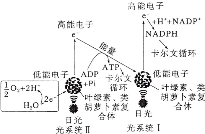 日光合体日光光系统I光系统II