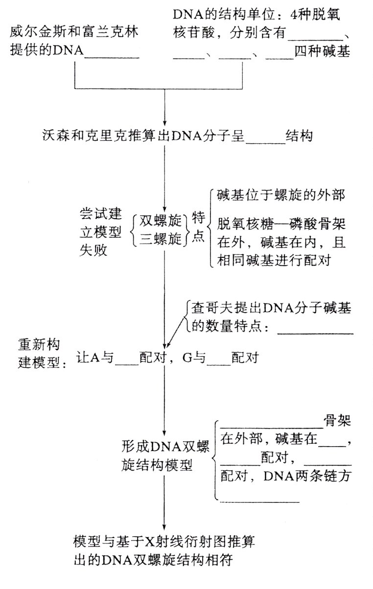 出的DNA双螺旋结构相符