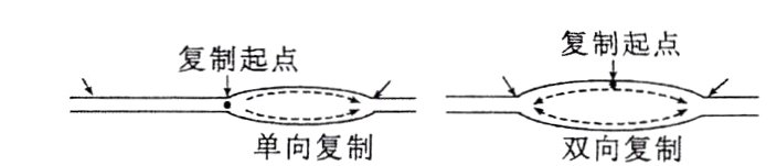 单向复制双向复制