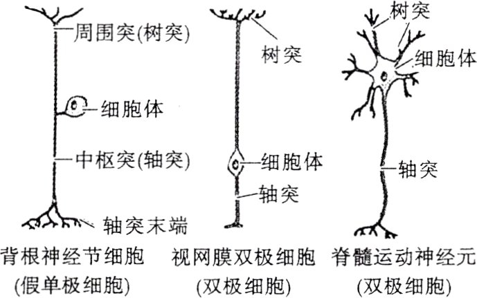 背根神经节细胞视网膜双极细胞脊髓运动神经元假单极细胞双极细胞双极细胞