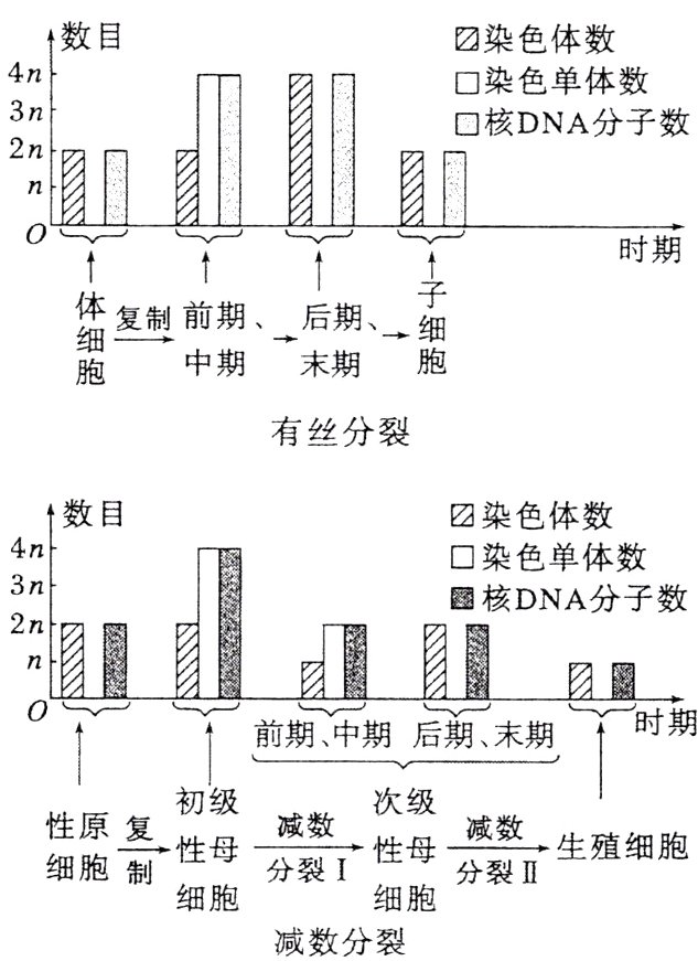 细胞细胞减数分裂
