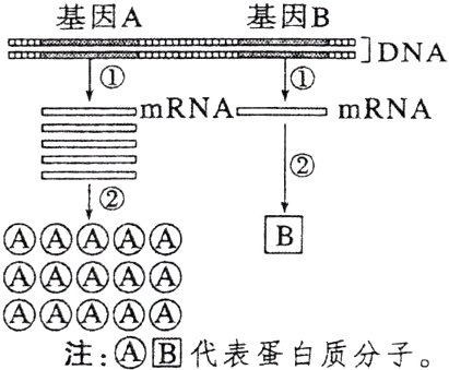 AAAAA注B代表蛋白质分子