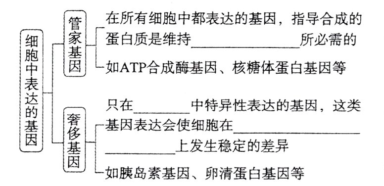 如胰岛素基因卵清蛋白基因等