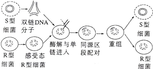 R型感受态R型细菌R型细菌细菌