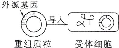 重组质粒受体细胞