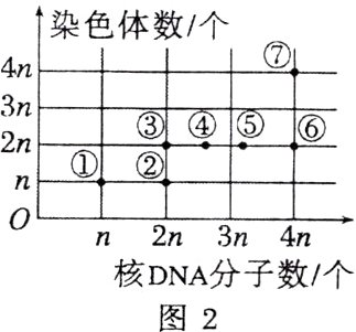 核DNA分子数个图2