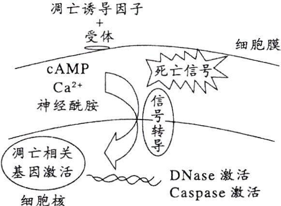 DNase激活Caspase激活细胞核