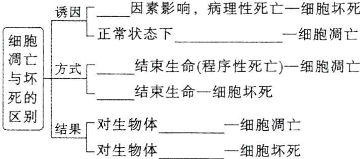 细胞凋亡结果对生物体一细胞坏死