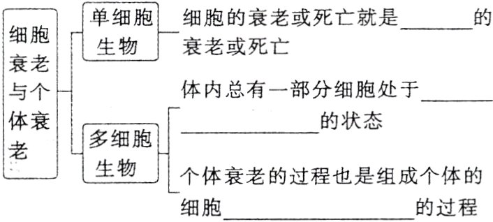 个体衰老的过程也是组成个体的细胞的过程