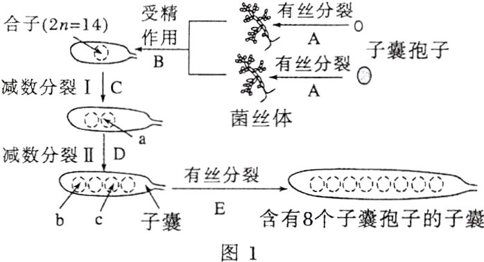 bc子囊E含有8个子囊孢子的子囊图1