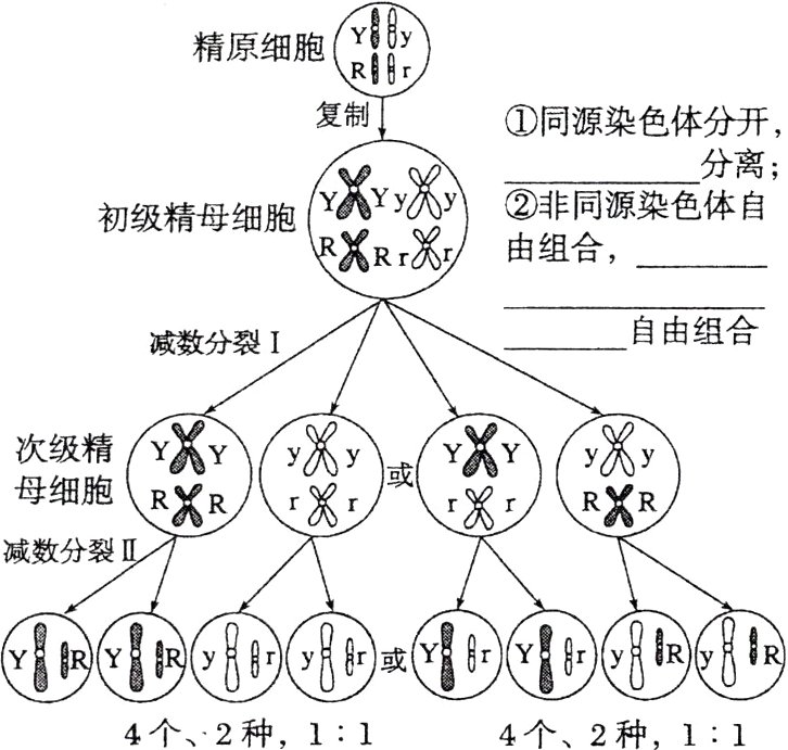 4个2种114个2种11