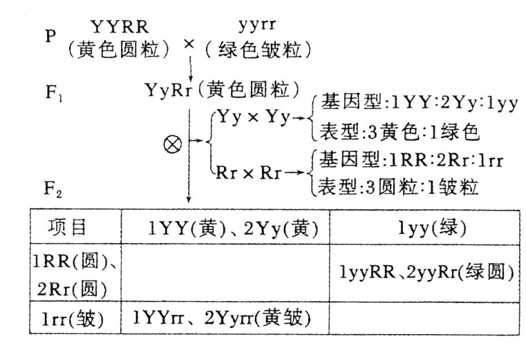2Rr圆1rr皱1YY2Yy黄皱