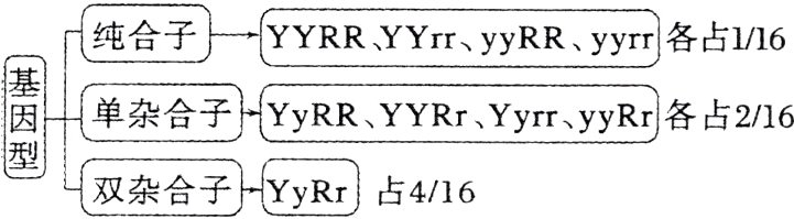 双杂合子YyRr占416