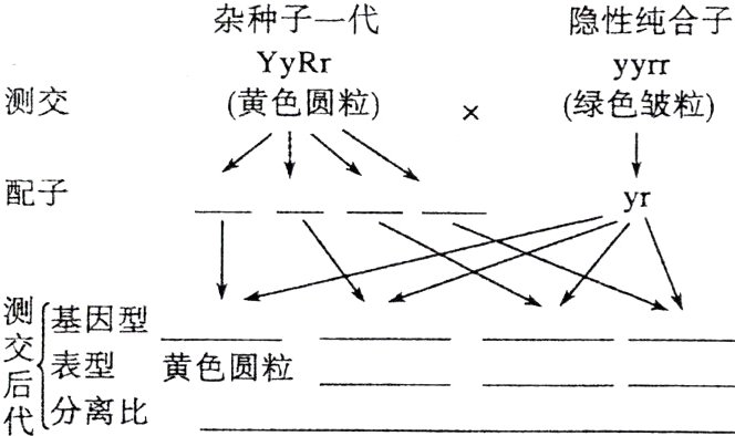 后表型黄色圆粒代分离比
