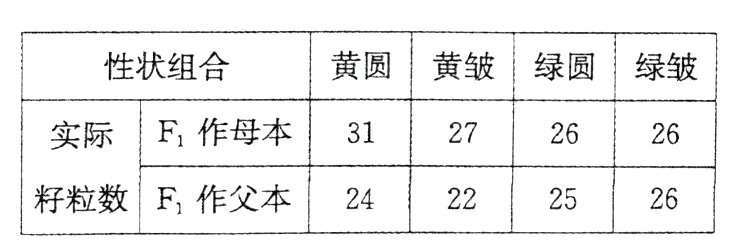 籽粒数F作父本24222526