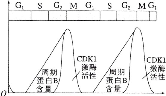 蛋白B蛋白B含量含量日