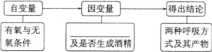 氧条件及是否生成酒精式及其产物