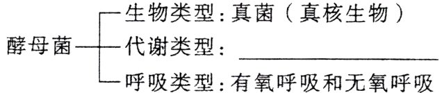 醇母菌代谢型呼吸类型有氧呼吸和无氧呼吸