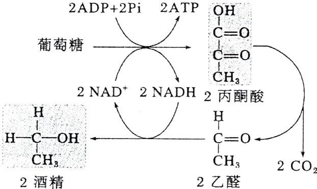 CH2CO22乙醛2酒精