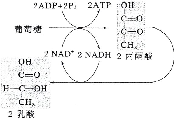 CH2乳酸