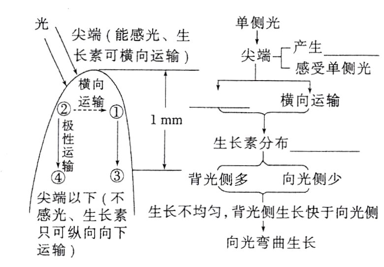向光弯曲生长运输