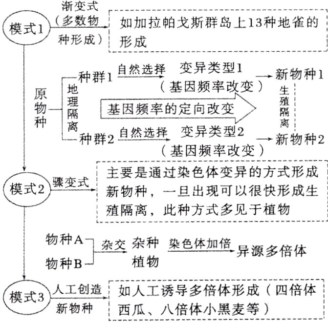 模式3人工体成等四倍件
